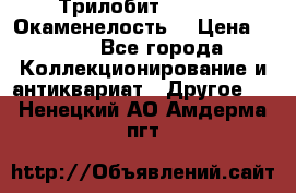 Трилобит Asaphus. Окаменелость. › Цена ­ 300 - Все города Коллекционирование и антиквариат » Другое   . Ненецкий АО,Амдерма пгт